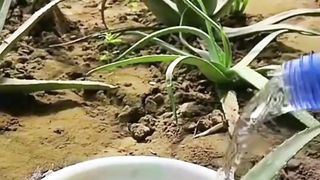 Preparing Fresh Aloe Vera Juice