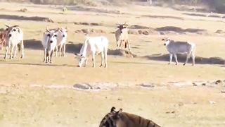 Tiger Killed a Cow During Safari