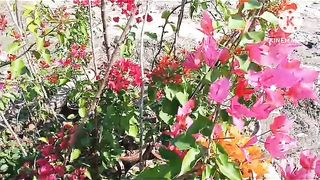 #How to grow bougainvillea in pots