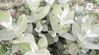 #How to grow gigantea