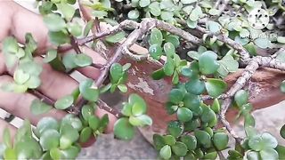 #How to grow jade plant