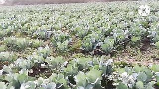 #How to grow cauliflower at field