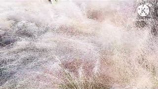 # How to grow muhly pink grass