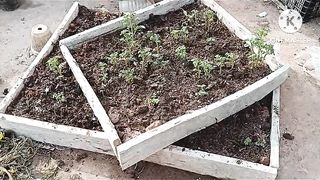 #How to grow potatoes at rooftop