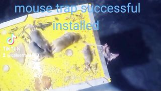 Mouse trap successful installed