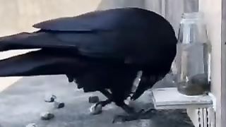 Thrusty crow