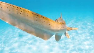 The dancer. __A leopard shark swimming through the crystal clear lagoon of the Ningaloo Reef. ___australiascoralcoast