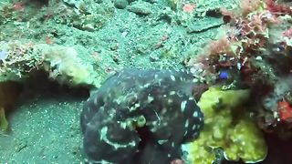 The Art of Disguise ---- A day octopus demonstrates its exceptional camouflage skills amidst the corals of Amed Pyramids