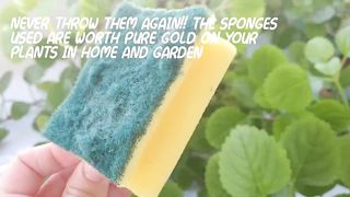 NEVER THROW THEM AGAIN !! the sponges used are WORTH PURE GOLD on your plants in HOME AND GARDEN