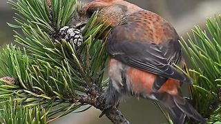 Cones are so delicious for the Parrot Crossbills (Store Korsnæb) - look how easy the male clips the cone off the