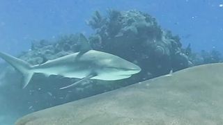 Video by _spacesharkearth _ Tiger Shark passes _shark _sharks _nature _sharkweek _photography _nature _wildlife Tiger Beach_