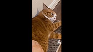 Cute cat reaction beautiful cat