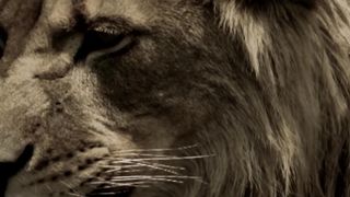 LION MENTALITY - Motivational Video 3