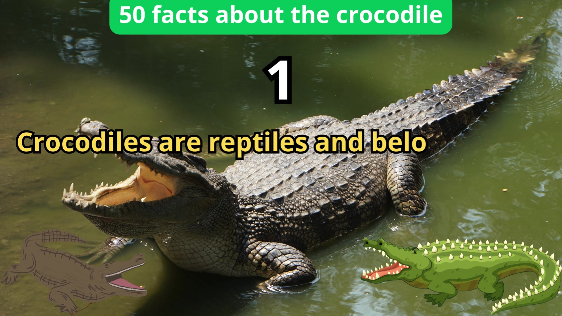 50 Facts about crocodile by anaksugeh on Febspot