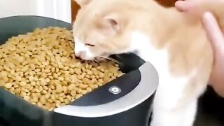 Funny Video - Cat/ Dog 14