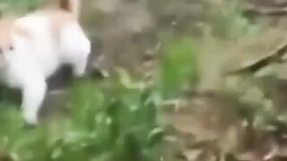 Funny video - cat gonna fight 16