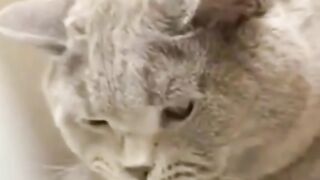 Funny video - angty cat after getting prank 17