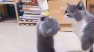 Funny video - cat getting prank 18