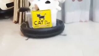 Funny video - the real lazy cat 19