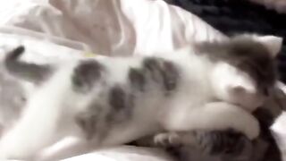 Funny video - funny cat getting fight 20