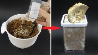 Growing MUSHROOM In A Jar Time Lapse