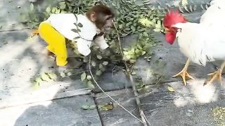 a fight between a monkey and a white chicken