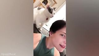 Cat will 102 make you laugh