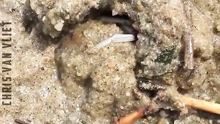 unique-sea-animals