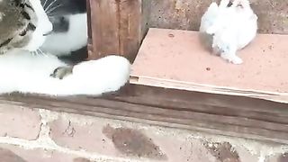 cats-kittens-funny-animals-videos