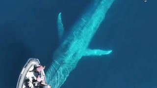 Whale Watchers Encounter 100-Ft-Long Blue Whale