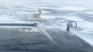 The Deer Found Itself In Icy Trap Until Random People Came To The Rescue