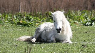 Pony horse #horse #animals