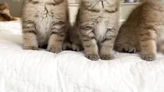 Cute cats compilation #funnycats