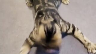 Funny VIdeos - Funny Cat/ Dog 23