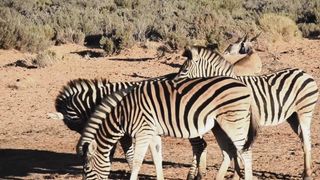 Zebra #zebra #animals