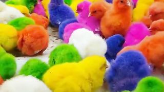 ayam warna warni