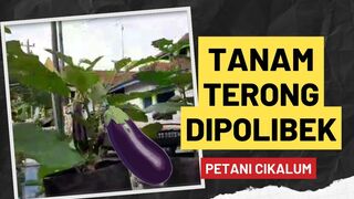 Tanam Terong Dipolibek