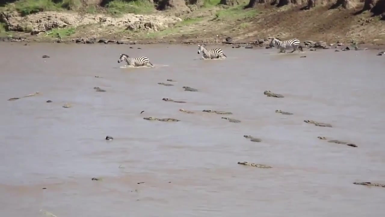 huge crocodile attacks zebra crossing the african - Febspot