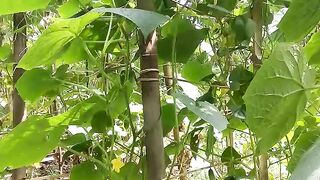 cucumber tree..pohon timun usia 1 bulan