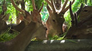 Deer #animals