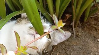 Yumi in garden