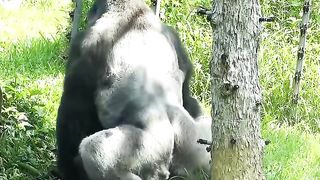 Sweet interaction between gorilla couple D'jeeco, Little son Jabali and Ringo are third disturb daddy and mom.