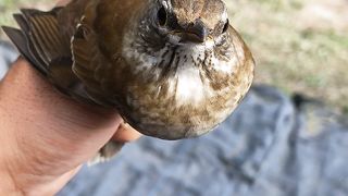 Melepaskan burung