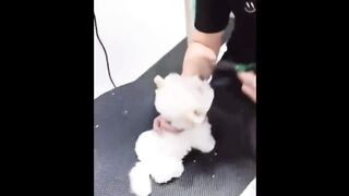 Funny and Cute Pomeranian Videos | Cutest Puppies