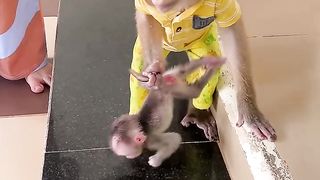OMG monkey jacky bring baby linda go in the home