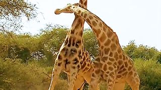 Giraffe Fight ????????????