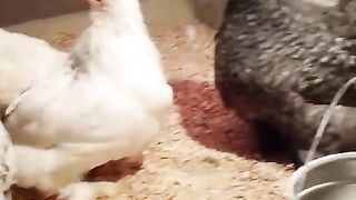Benton hens pair for sale