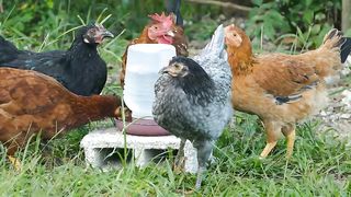 Chicken Farm Tour: Enjoy Exciting Adventures in the Outdoors