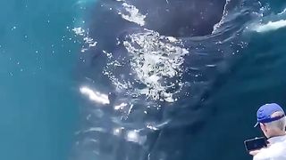 extremely curious humpback.????????