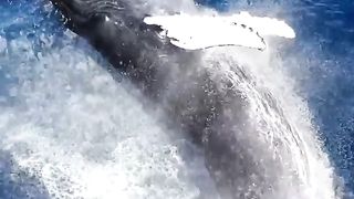 Humpback whale breach ????????⁣